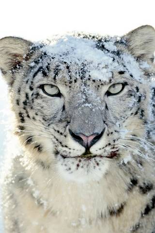 เสือดาวหิมะ