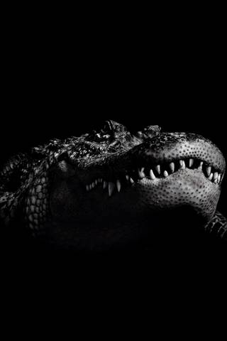 Free iPhone Wallpaper Monday Myakka Alligator  Jason Collin Photography