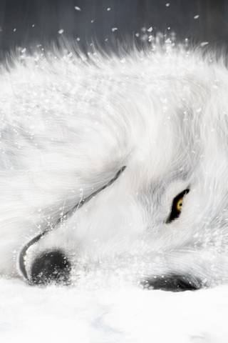 Beyaz kurt