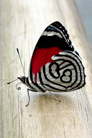 Butterfly V1