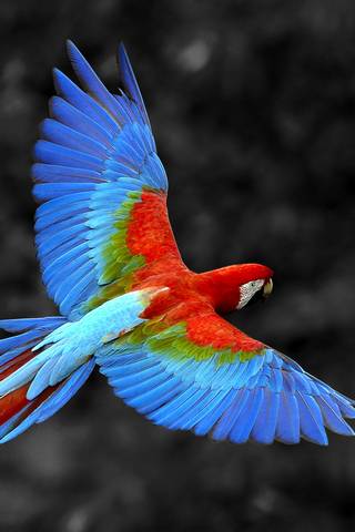 Free Parrot