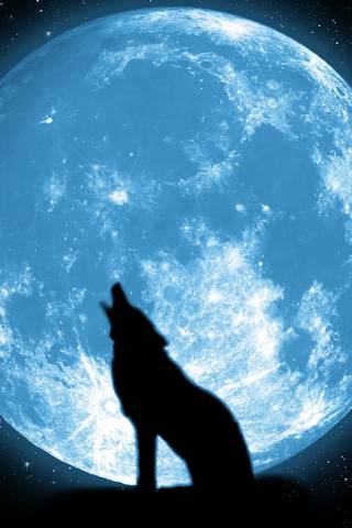 Wolf đen