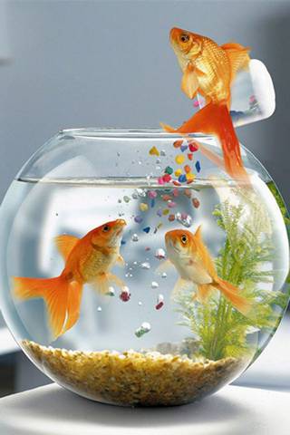 Cute Fishes
