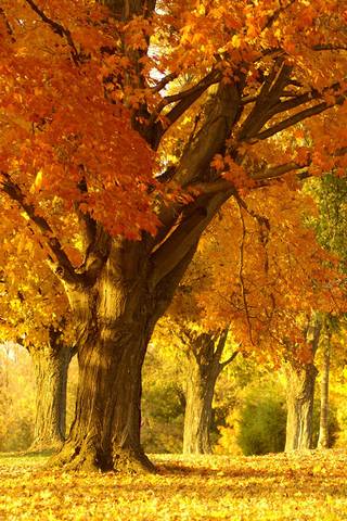 金色的秋天树