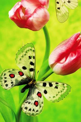 Метелик Тюльпани