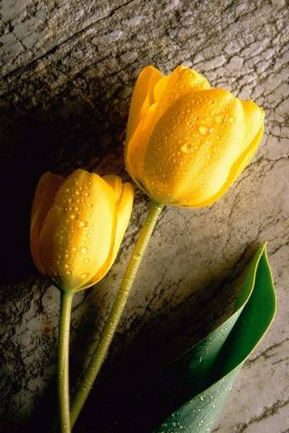 Tulpen gelb