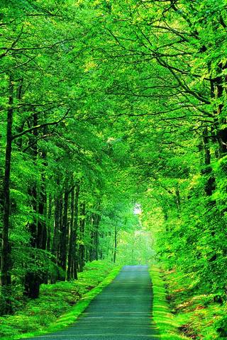 Camino verde