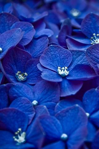 Hortensia blu