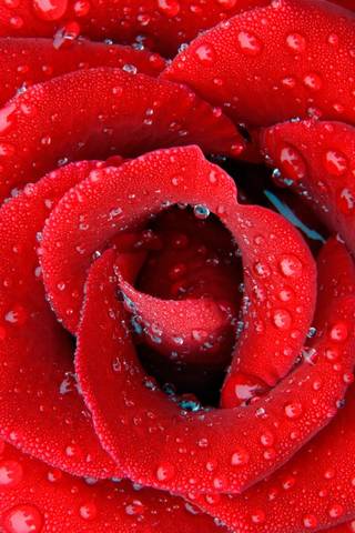 लाल गुलाब।