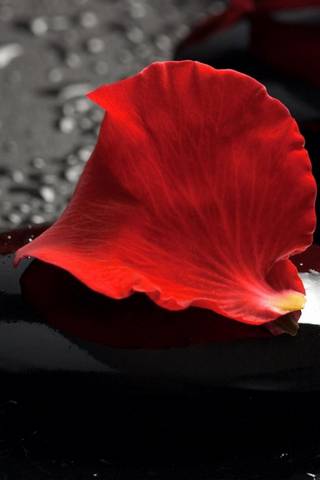 빨간 장미 꽃잎