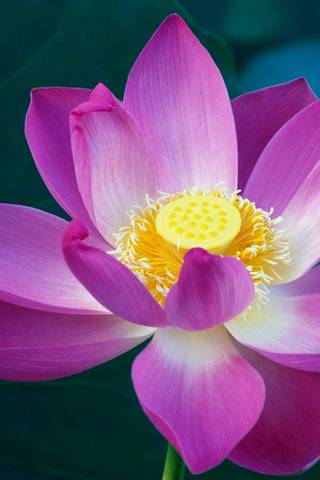 Pink Lotus Flow