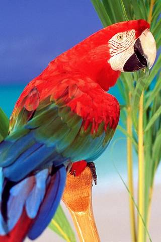 Tropikalna papuga