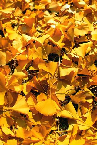 Automne d'or