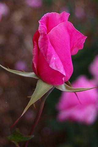 Rosebud rose
