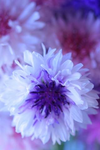Những bông hoa tím