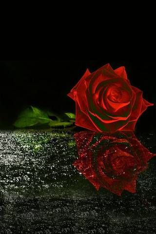 Rosa Merah