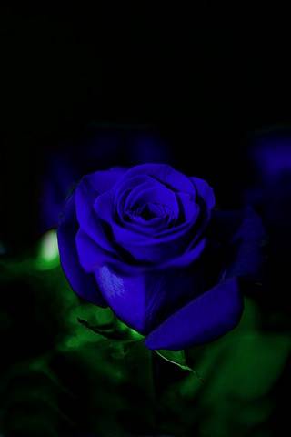 Rosa Bleu