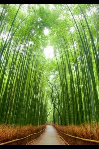 Tokyo Forest