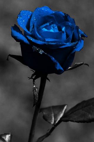 Блакитна роза