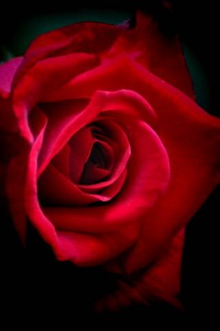 एक गुलाब