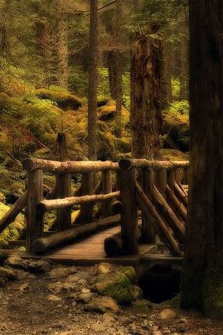 Orman köprüsü