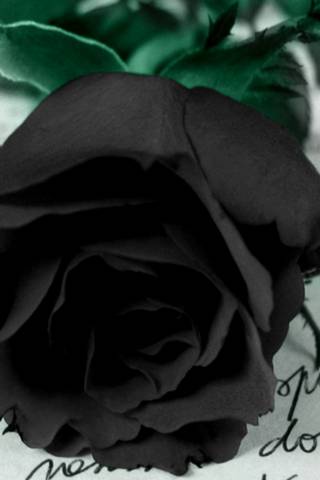 काला गुलाब