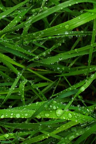 Gras * Drops
