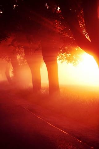 Червоні дерева захід сонця