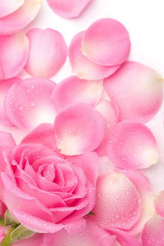 ดอกกุหลาบสีชมพู