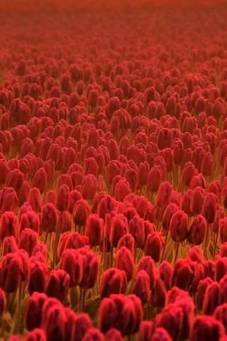 Campo de tulipa vermelha