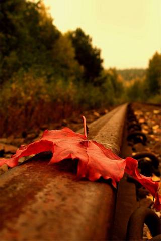 Folha vermelha do outono